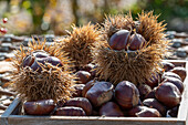 Sweet chestnuts (Castanea Sativa) at harvest in boxes