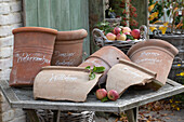 Clay pots with inscriptions of apple varieties and apples in a basket