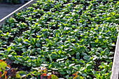 Feldsalat (Valerianella Locusta) im Gemüsebeet