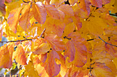 Persischer Eisenholzbaum (Parotia persica) im Herbstlaub