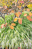 Hakone Grass 'Aureola' (Hakonechloa macra) and branches of Persian ironwood tree (Parotia persica)