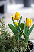 Yellow tulips blooming in spring
