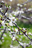 Flowering plum tree in spring