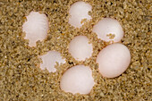 Zauneidechse (Lacerta agilis), Eier im Sand, Vledder, Drenthe, Niederlande