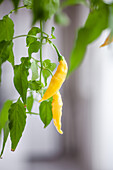 Chili plant 'Lemon Drop' with yellow chilies