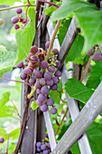 Growing red grapes on the vine