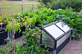Raised beds and greenhouses in the vegetable garden