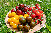 Colourful cocktail tomatoes on a wooden plate in the grass