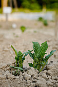Young potato seedling plant, mounded