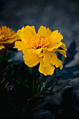 Gelbe Blüte der Tagetes