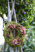 Autumn wreath of bindweed and hydrangea under plum tree