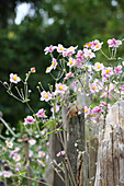 Autumn anemones