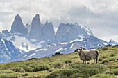 Ein Schaf auf einer Grasfläche mit schroffen Bergen in der Ferne, Torres Del Paine Nationalpark; Torres Del Paine, Magallanes und Antartica Chilena Region, Chile