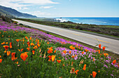 Mohnblumen und Eispflanzen blühen entlang der Big Sur Route 1; Kalifornien, Vereinigte Staaten von Amerika