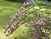 Purple Broom Blossom; England