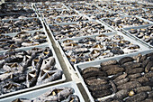 Drying Sea Cucumbers; Nuku Alofa, Tongatapu, Tonga