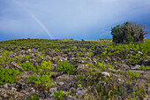 Das zerklüftete Innere der Insel Nauru mit einem Regenbogen in den Sturmwolken; Nauru
