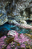 Weiche Korallen schmücken die Meereshöhlen an der Küste von Nuue; Niue