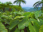 Blick auf Taro-Blätter an der Südostküste Samoas; Insel Upolu, Samoa