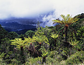 Riesenfarne auf dem Mt. Wilhelm, dem höchsten Berg Papua-Neuguineas; Simbu-Provinz, Papua-Neuguinea