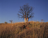 Ein einsamer Boab-Baum (Adansonia Gregorii) im Nordwesten Australiens; Kimberly, Westaustralien, Australien