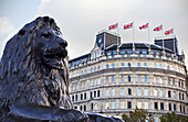 Statue Of A Lion In Trafalgar Square; London, England