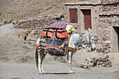 Rustic Scene Of Mule Carrying Supplies; Azilal, Morocco