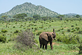African Elephant Raises Its Trunk On The Savannah Of Tarangire National Park; Tanzania