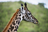 Nahaufnahme des Kopfes einer Maasai-Giraffe im Arusha-Nationalpark; Tansania