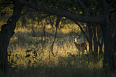 Wachsamer Impala (Aepyceros Melampus), der bei Sonnenaufgang durch die Büsche schaut, Liwonde National Park; Malawi