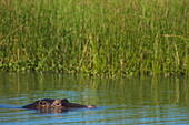 Hippo (Hippopotamus Amphibius) Peeking Out From The Shire River, Liwonde National Park; Malawi