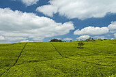 Looking Across Tea Bushes On The Satemwa Tea Estate; Thyolo, Malawi