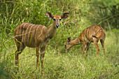 Weibliche Nyala-Antilope, Nyala Wildlife Park, in der Nähe von Chikwawa; Malawi
