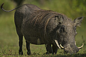 Warthog (Phacochoerus Africanus) Grazing In Liwonde National Park; Malawi