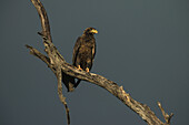 Immature Bateleur Eagle (Bateleur (Terathopius Ecaudatus), Liwonde National Park; Malawi