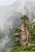 Eine blühende Blume auf einer Bürstenspitze im Nordsee-Szeneriegebiet, Berg Huangshan, Anhui, China