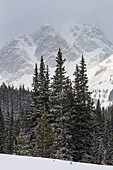 Snow Covered Evergreen Trees With A Snowy Mountain Background; Kananaskis Country, Alberta, Canada