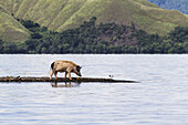 Pig On A Peninsula On Pulao Aiyapo, Island In Lake Sentani, Papua, Indonesia