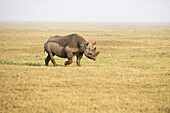 Black Rhinoceros Walking In Ngorongoro Crater; Tanzania