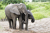 Elephants Getting Water From Hole They Dug In Sand In Lake Manyara National Park; Tanzania