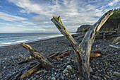 Driftwood Stands Up On Agate Beach, The North Shore Of Haida Gwaii, With Tow Hill In The Distance At Sunrise; Masset, British Columbia, Canada
