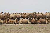 Bactrian Camels (Camelus Bactrianus), Gobi Desert, South Gobi Province; Mongolia