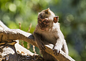 Crab-Eating Macaque (Macaca Fascicularis) In The Monkey Forest, Lombok, West Nusa Tenggara, Indonesia