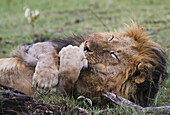 Männlicher Ostafrikanischer Löwe (Panthera Leo Nubica) leckt sich die Pfote, Mara Naboisho Conservancy; Kenia