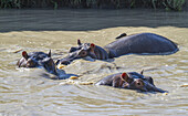 Hippopotamuses (Hippopotamus Amphibius) In A Hippo Pool, Mara Naboisho Conservancy; Kenya