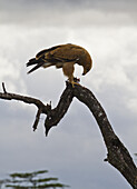 Schreiseeadler (Aquila Rapax), Mara Naboisho Conservancy; Kenia