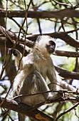 Vervet Monkey (Chlorocebus Pygerythrus), Samburu National Park; Kenya