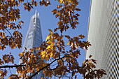 Herbstlaub mit dem Shard-Wolkenkratzer von Renzo Piano im Hintergrund, nahe der London Bridge am Südufer; London, England