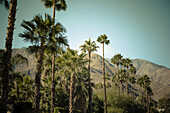 Palm Trees Against A Turquoise Blue Sky And Arid Mountains In The Background; Palm Springs, California, United States Of America
