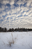 Billowing Clouds Over Snow And Snow Covered Pine Trees; Thunder Bay, Ontario, Canada